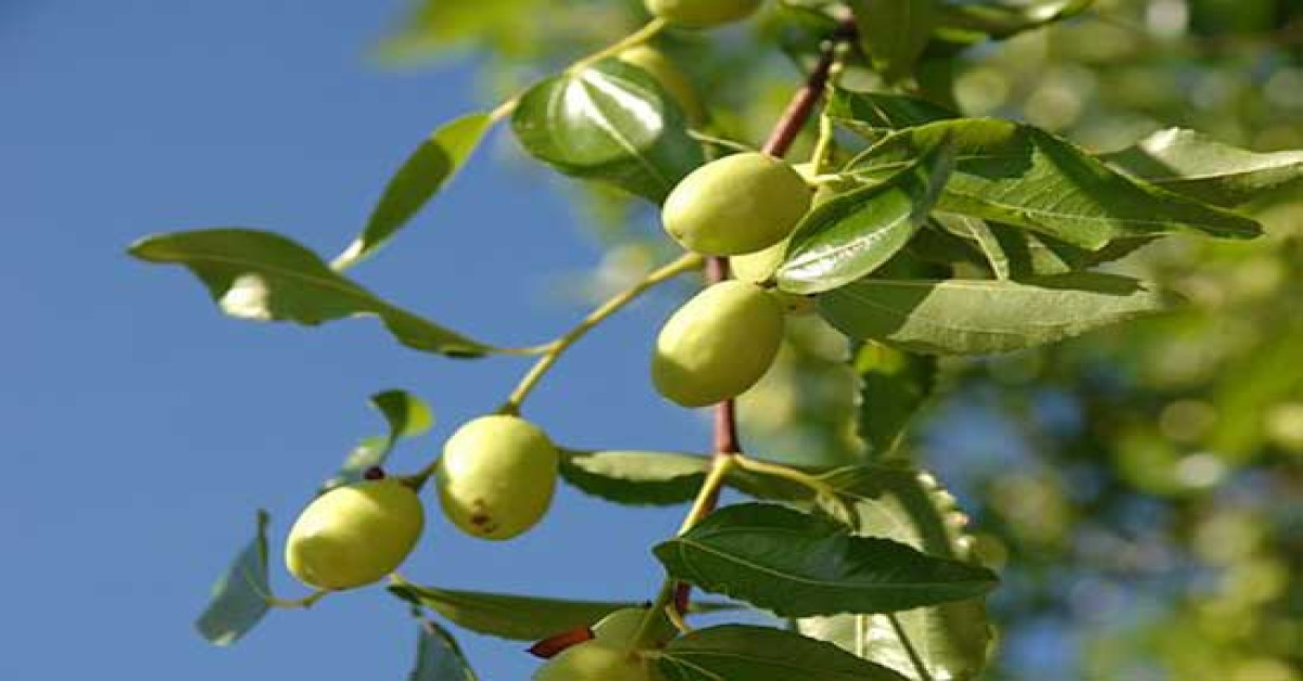 فوائد أوراق السدر للبشرة والشعر والصحة العامة