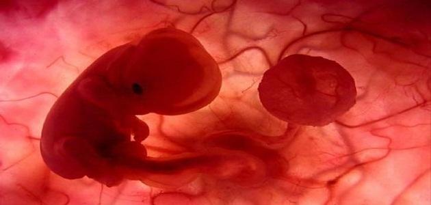 بالفيديو ..مراحل تكوين الجنين في أربع دقائق
