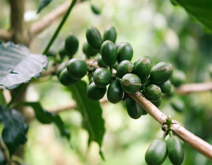 تعرفي على ”القهوة الخضراء”.. فوائدها والآثار الجانبية