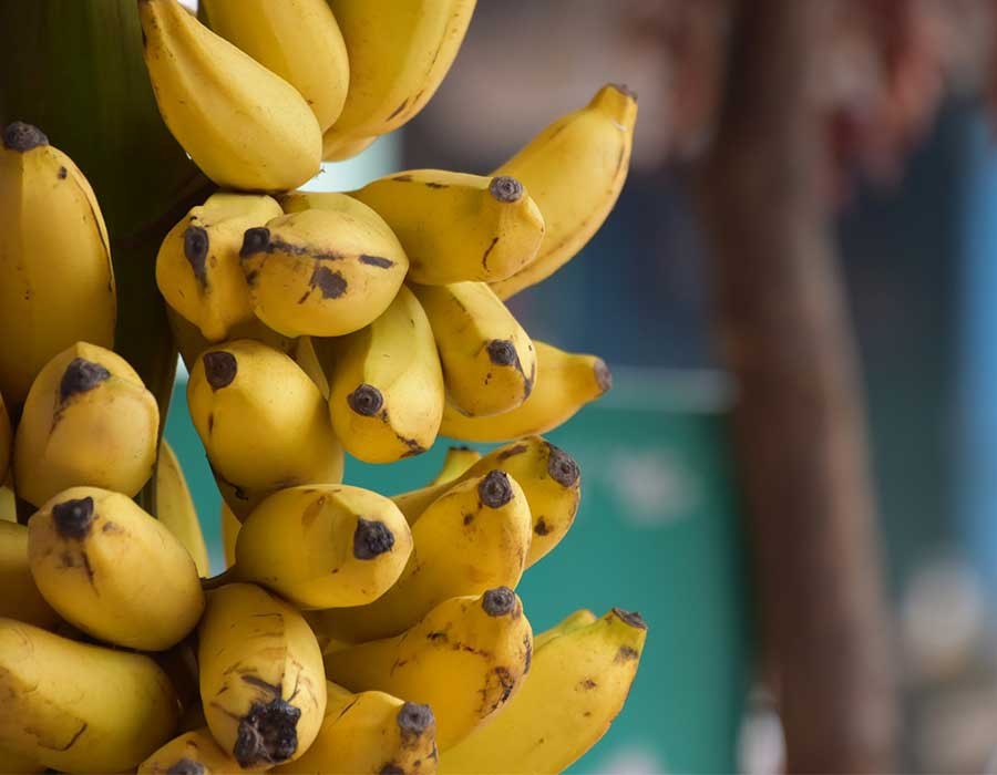 17 من فوائد الموز التي يضيفها لجسمك
