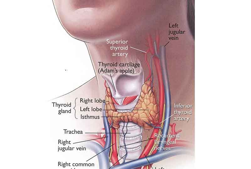 علاج وأعراض الغدة الدرقية