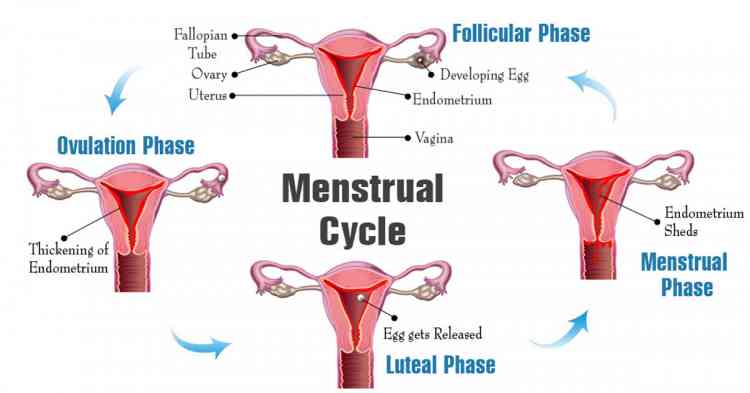 مراحل حدوث الدورة الشهرية