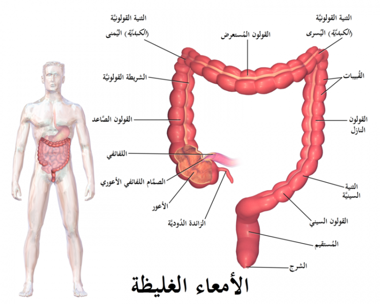 الزائدة الدودية